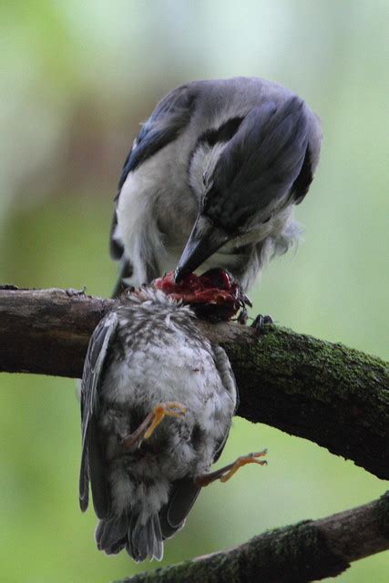 do blue jays eat other baby birds